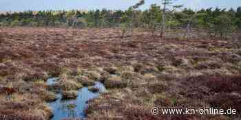 Klimawandel: Einzigartiges Moor in der Rhön droht auszutrocknen