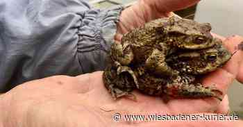 Krötenwanderung in Idstein unter erschwerten Bedinungen - Wiesbadener Kurier