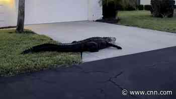 Massive alligators spotted strolling through residential areas