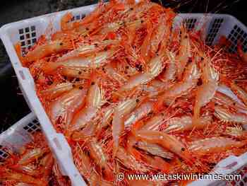 BC Spot Prawn Festival returns May 15 - Wetaskiwin Times Advertiser