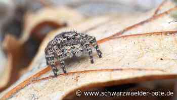 Wettbewerb im Nordschwarzwald - Facetten des Naturparks festhalten - Schwarzwälder Bote