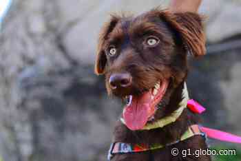 Itapeva promove feira de adoção de animais neste sábado - Globo