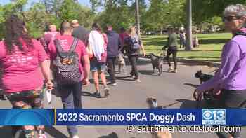 Sacramento SPCA Doggy Dash Raises Money For Animals - CBS Sacramento