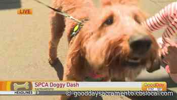 SPCA Doggy Dash, Part 1 - Good Day Sacramento