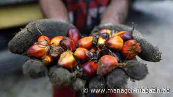 Palmöl: Indonesien will Exporte stoppen