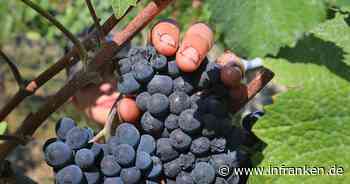 Weingüter erwarten deutliche Kosten- und Preissteigerung