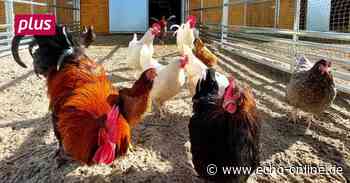 Heppenheim: Neustart im Tierheim - Echo Online