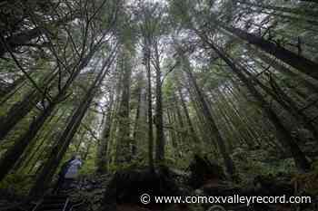BC First Nations leadership unveils strategy to fight climate change – Comox Valley Record - Comox Valley Record