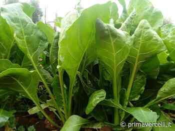 In regalo con Notizia Oggi Vercelli la bieta verde - Prima Vercelli