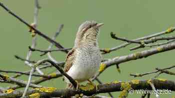 Wanderung durch Jenaer Flur mit einem Vogelkenner