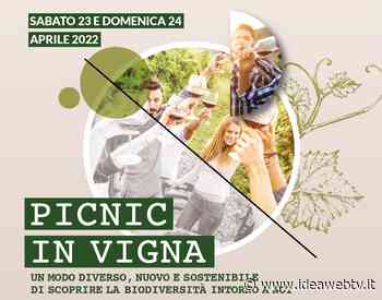 Sabato 23 e domenica 24 aprile ad Alba sarà "Picnic in vigna" - www.ideawebtv.it - Quotidiano on line della provincia di Cuneo - IdeaWebTv