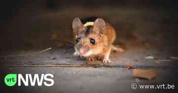 Stad Mechelen zet rattenvanger in tegen plaag in woonwijk - VRT NWS