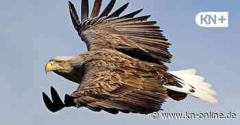 Seeadler brechen Brut in Niedersachsen ab – Anzeige gegen Spaziergänger