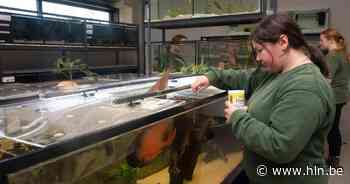 Nieuwe dierenloods voor vissen en vogels op Tectura Tuinbouwschool Melle: “De leerlingen richtten zelf de terraria en kooien in” - Het Laatste Nieuws