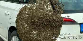 Kompletter Bienenschwarm sitzt plötzlich auf Auto