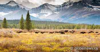 How an Alberta First Nation is working to help ‘culturally significant’ Banff bison herd to suceed