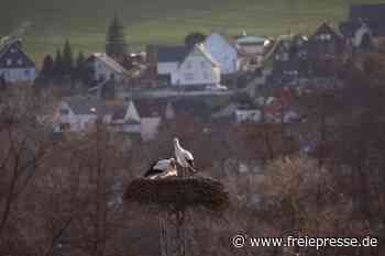 Störche zurück im Vogtland - freiepresse.de