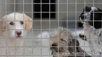 Rassehunde Schuld an Schlamassel? Rosenheimerin steht wegen Betrugs vor Gericht