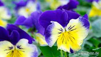 Bewohner starten eigene Pflanzaktion: Neue Blumen machen Dissen fit für den Frühling - NOZ