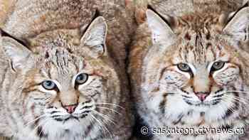 Saskatoon zoo welcomes bobcat brothers Sherlock and Watson