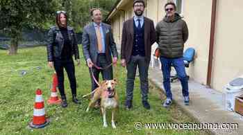 Porte aperte e microchip gratuiti al canile di Massa. Persiani: «Tanti "amici" da adottare» - La Voce Apuana