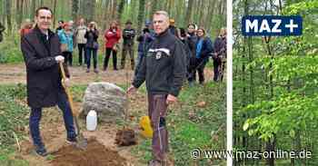 Bad Belzig: Jubiläumsstein gesetzt für Rotbuche als Baum des Jahres - Märkische Allgemeine Zeitung