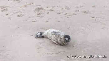 Neugierige Kegelrobbe robbt durch Stralsund - Nordkurier