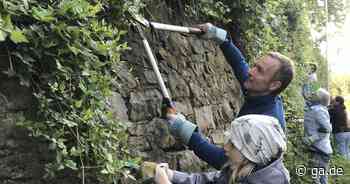 Gefährdete Tierart: Welche Gefahren den Mauereidechsen in Bonn drohen - General-Anzeiger Bonn