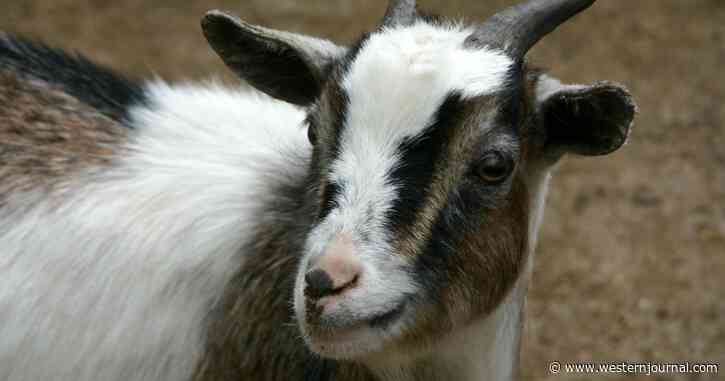 Israel Seizes Goat, Terrorists Furious as Extremist Splinter Group's Sacrifice Plot Is Exposed