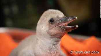 Meet the Columbus Zoo's newest Humbolt penguin chick with a big personality
