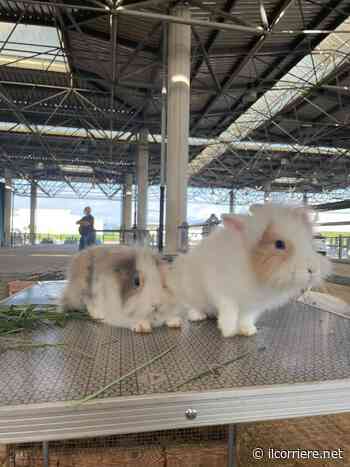 Il Miac di Cuneo torna ad ospitare il Mercatino dei piccoli animali - Il Corriere di Alba, Bra, Langhe e Roero