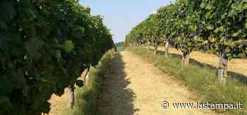 Dopo Ovada, anche Acqui diventa “Città del vino” - La Stampa