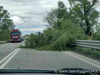 Acqui-Alessandria: grosso albero in carreggiata all’altezza di Castellazzo, rimosso dai Vigili del Fuoco - Telecity News 24
