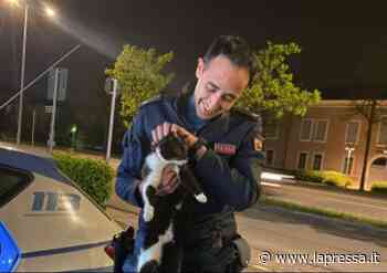 Carpi, gattino smarrito vaga tra le auto: salvato dalla polizia - La Pressa