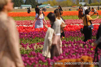 PHOTOS: Bright blooming bulbs at Chilliwack Tulip Festival – Peace Arch News - Peace Arch News