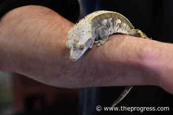 PHOTOS: Reptiles galore at club's annual spring show in Abbotsford – Chilliwack Progress - Chilliwack Progress