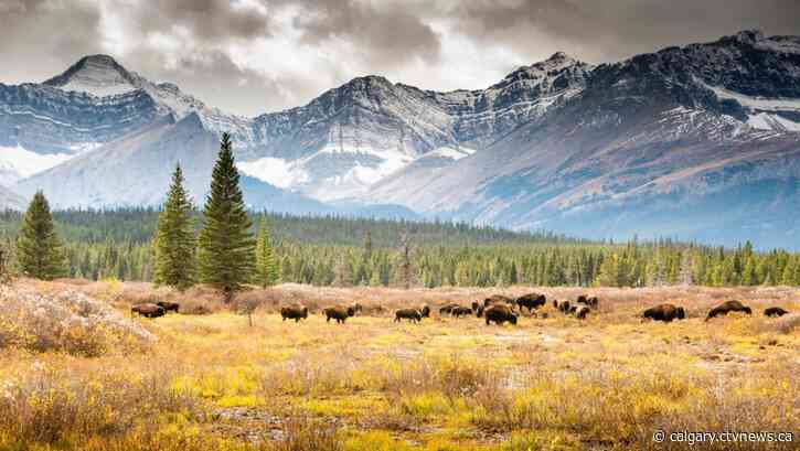 Stoney Nakoda Nation says traditional knowledge key to success for Banff bison