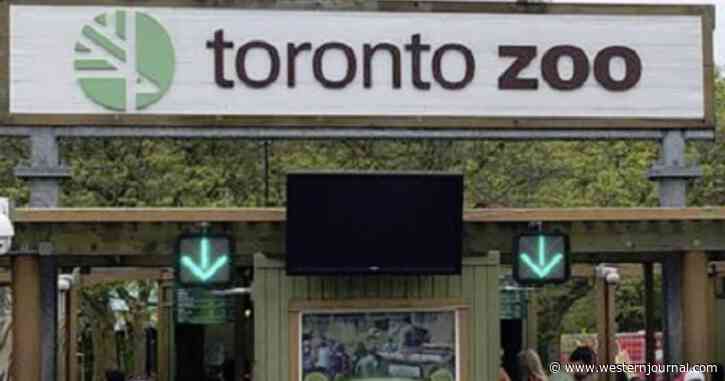 Zoo Claims Animals Receiving COVID Vaccine of Their Own Free Will: 'These Are Voluntary Inoculations'