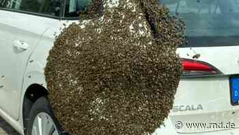 Kelsterbach: Bienenschwarm sitzt auf Auto - RND