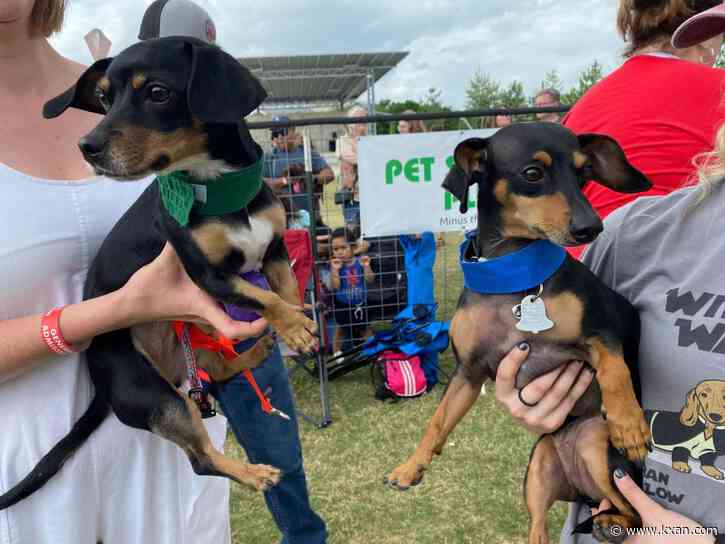 Buda Wiener Dog Races return after COVID-19 hiatus