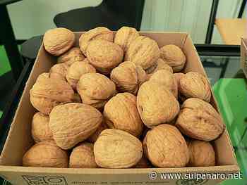 Boom di coltivazioni di frutta a guscio in regione: nocciole +165%; noci +13%; castagne +5% - SulPanaro