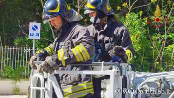 Atripalda, i Vigili del Fuoco salvano una capretta finita in una scarpata - Orticalab