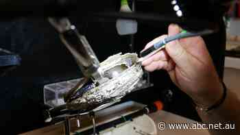 Pearl-to-bone project hopes to inspire northern Australia tech boom