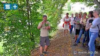 Medizin und Gewürz: In Netphen zu den Kräutern wandern - WP News