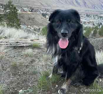 Why this Kamloops dog was suddenly paralyzed and how to prevent it | iNFOnews | Thompson-Okanagan's News Source - iNFOnews