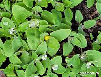 Three edible plants that grow in backyards in Okanagan, Kamloops | iNFOnews | Thompson-Okanagan's News Source - iNFOnews