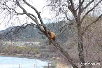 Residents worried about bear hanging around Kamloops neighbourhood | iNFOnews | Thompson-Okanagan's News Source - iNFOnews