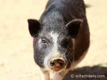 Evidence of Zoonotic Spread: Superbug C. difficile Can Jump Between Pigs and Humans