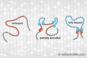 Structures Considered Key to Gene Expression Are Surprisingly Dynamic and Short-Lived