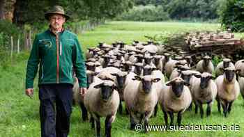 Agrar - Winsen (Luhe) - Schäfer: Weidetiere leisten Beitrag zur Artenvielfalt - Wirtschaft - Süddeutsche Zeitung - SZ.de